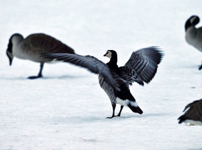 Barnacle Goose - Branta leucopsis