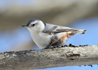 White-breasted Nuthatch - Sitta carolinensis