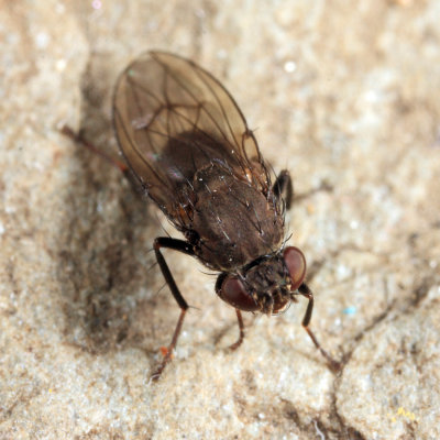 Dichaeta sp.