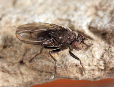 Dichaeta sp.