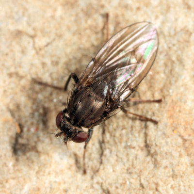 Dichaeta sp.