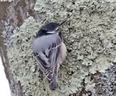 White-breasted Nuthatch - Sitta carolinensis