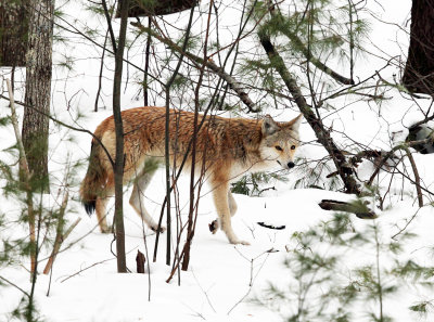 Coyote - Canis latrans