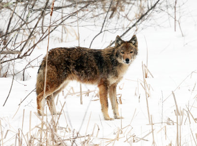 Coyote - Canis latrans