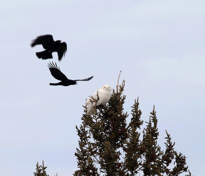 Snowy Owl - Bubo scandiacus (harassed by crows)