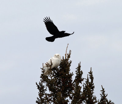 Snowy Owl - Bubo scandiacus (harassed by crows)