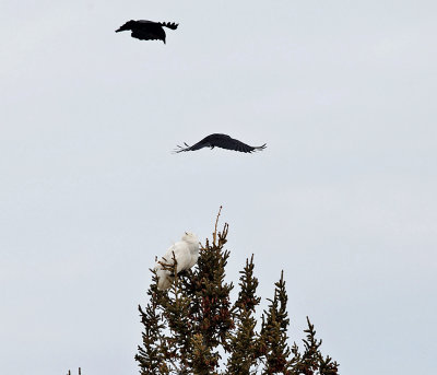 Snowy Owl - Bubo scandiacus (harassed by crows)