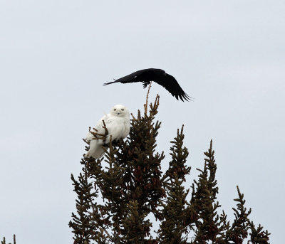 Snowy Owl - Bubo scandiacus (harassed by crows)