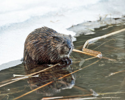 Muscrat - Ondatra zibethicus