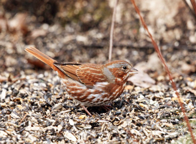 Fox Sparrow - Passerella iliaca