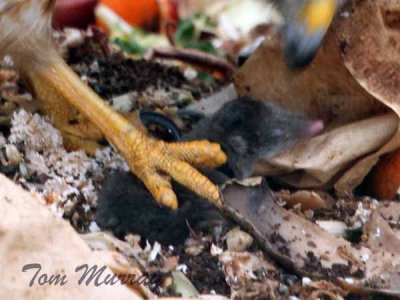 Masked Shrew - Sorex cinereus