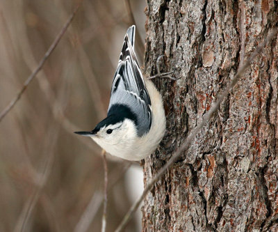 White-breasted Nuthatch - Sitta carolinensis