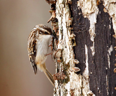 Brown Creeper - Certhia americana