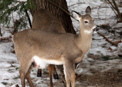 White-tailed Deer - Odocoileus virginianus (pregnant)