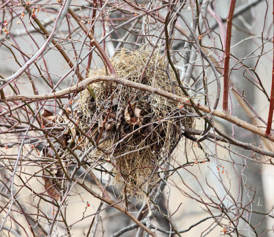 mouse nest in a bush