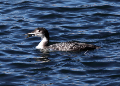 Common Loon - Gavia immer