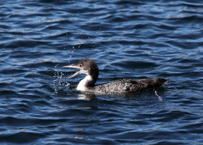 Common Loon - Gavia immer