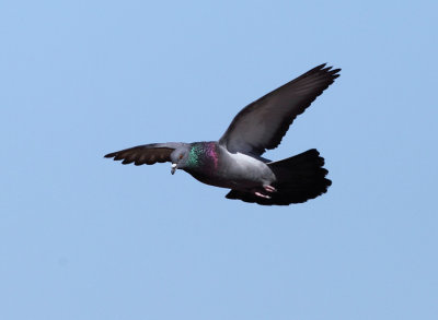 Rock Pigeon - Columba livia