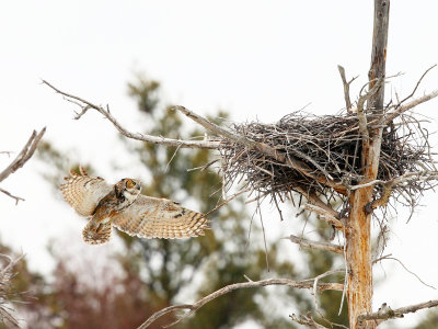 Great Horned Owl - Bubo virginianus