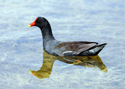 Common Gallinule - Gallinula galeata