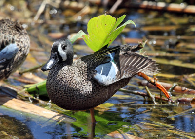 Blue-winged Teal - Anas discors