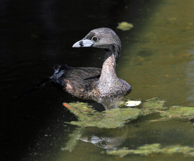 Pied-billed Grebe - Podilymbus podiceps