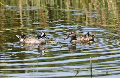 Blue-winged Teal - Anas discors (male & female)