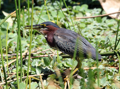 Green Heron - Butorides virescens