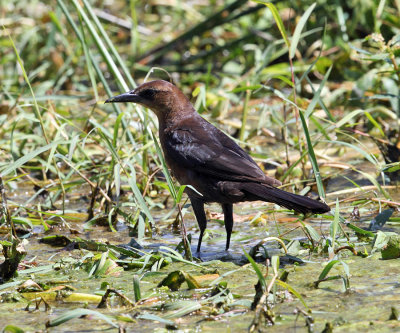 Boat-tailed Grackle - Quiscalus major (female)