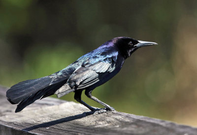 Boat-tailed Grackle - Quiscalus major