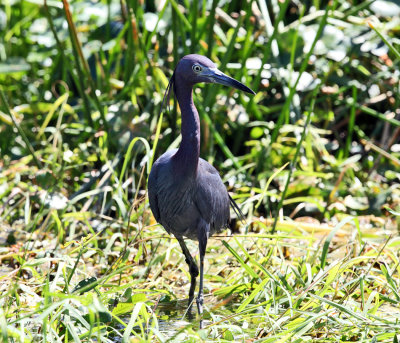 Little Blue Heron - Egretta caerulea