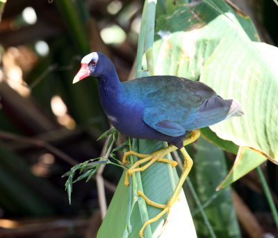 Purple Gallinule - Porphyrio martinicus