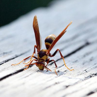 Polistes major