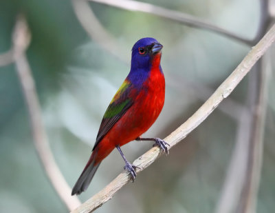 Painted Bunting - Passerina ciris