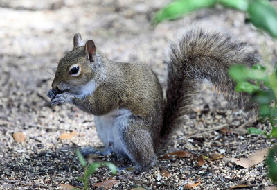 Eastern Gray Squirrel - Sciurus carolinensis