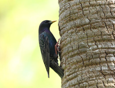 European Starling - Sturnus vulgaris (taking over an newly excavated Red-bellied Woodpecker hole)