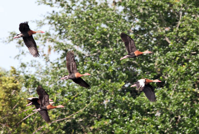 Black-bellied Whistling Ducks - Dendrocygna autumnalis