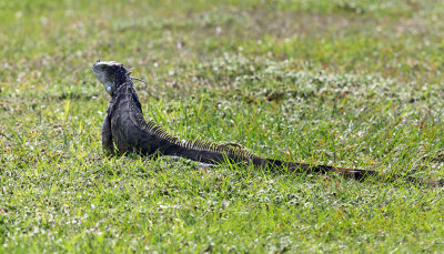 Green Iguana - Iguana iguana