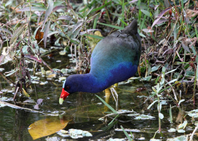 Purple Gallinule - Porphyrio martinicus