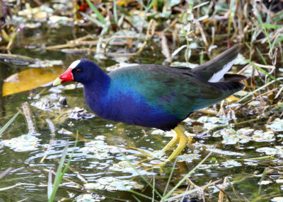 Purple Gallinule - Porphyrio martinicus