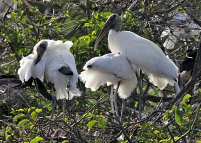 Wood Storks - Mycteria americana