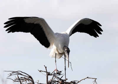 Wood Stork - Mycteria americana