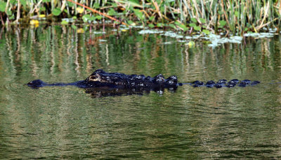 American Alligator - Alligator mississippiensis