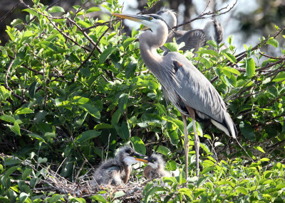 Great Blue Heron - Ardea herodias (with chicks in nest)