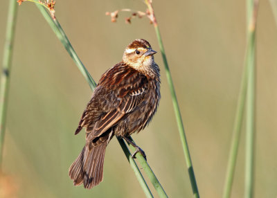 Red-winged Blackbird - Agelaius phoeniceus (female)