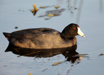 American Coot - Fulica americana 