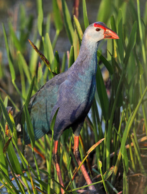  Gray-headed Swamphen - Porphyrio poliocephalus 