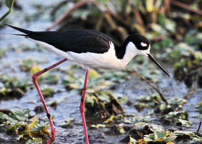 Black-necked Stilt - Himantopus mexicanus