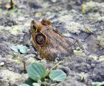 Pig Frog - Lithobates grylio
