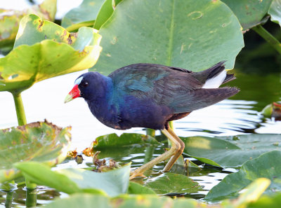 Purple Gallinule - Porphyrio martinicus